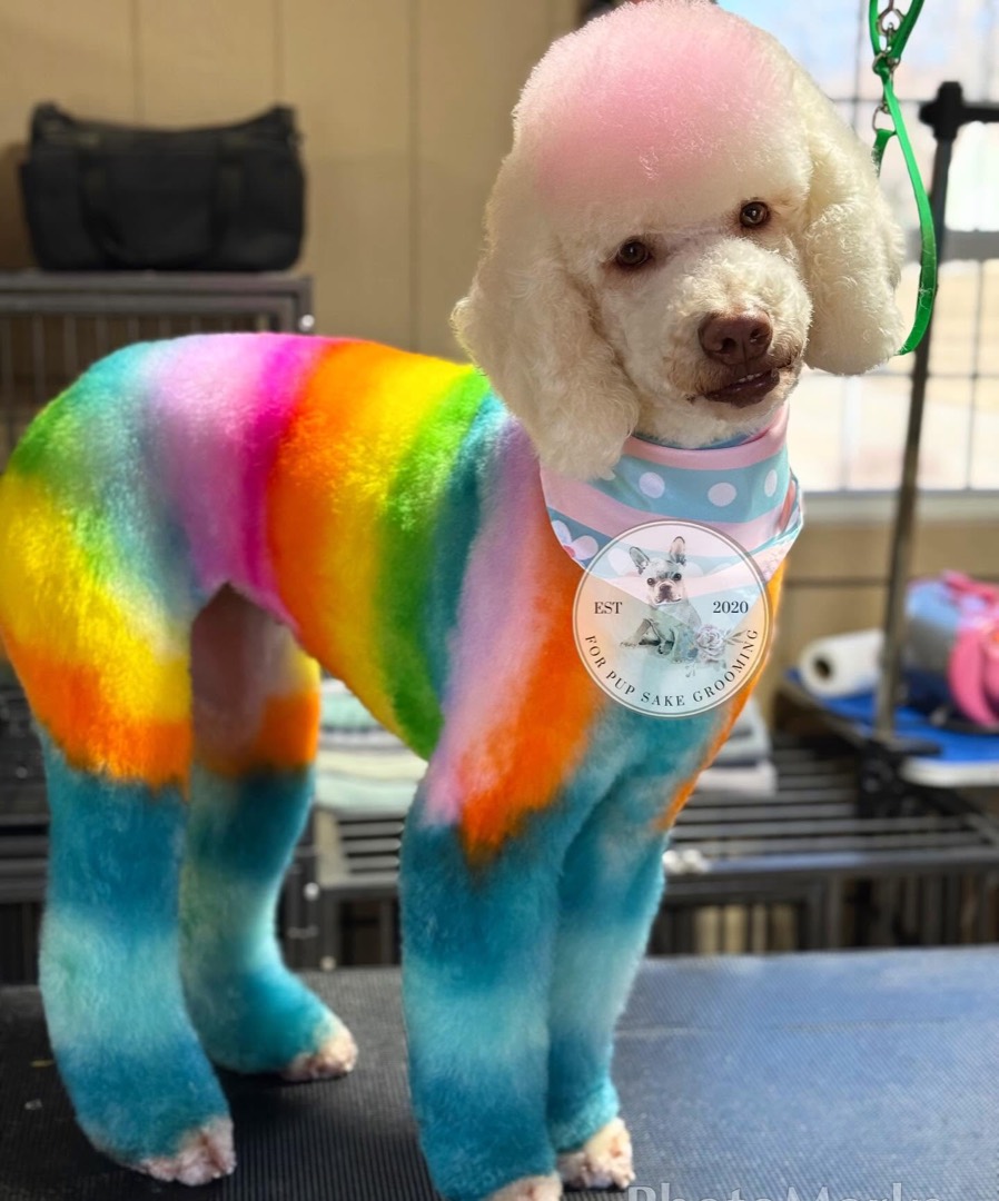 Poodle with a colorful creative rainbow groom