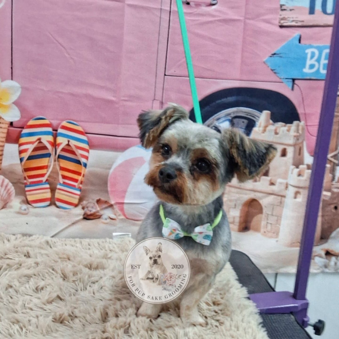 Yorkie in a bow tie after grooming