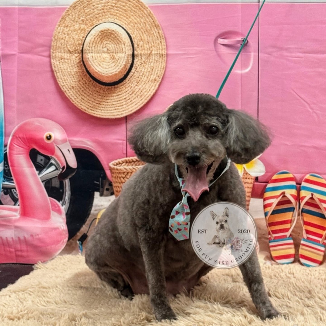Freshly groomed grey poodle